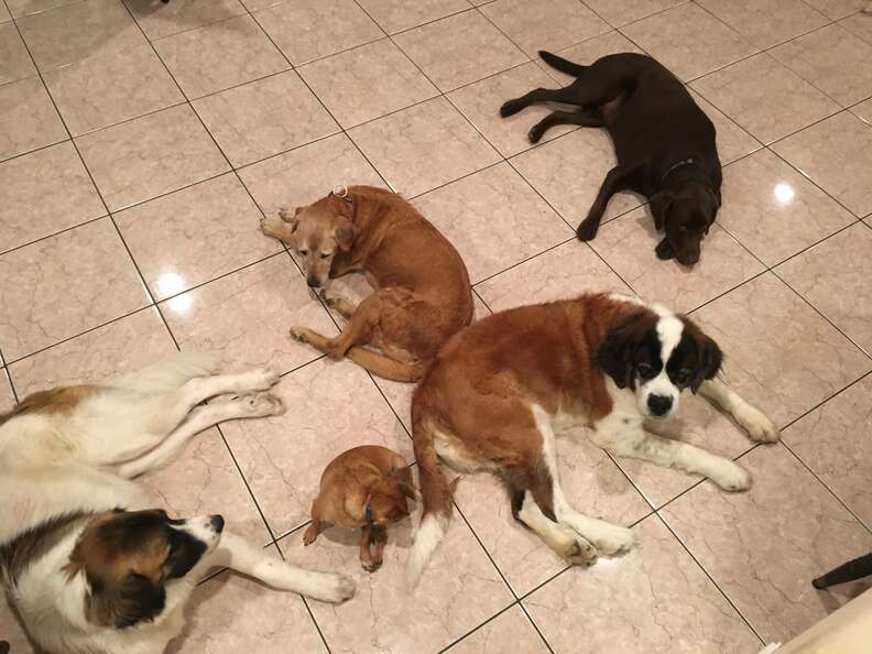 hot guy can't stop adopting rescue dogs