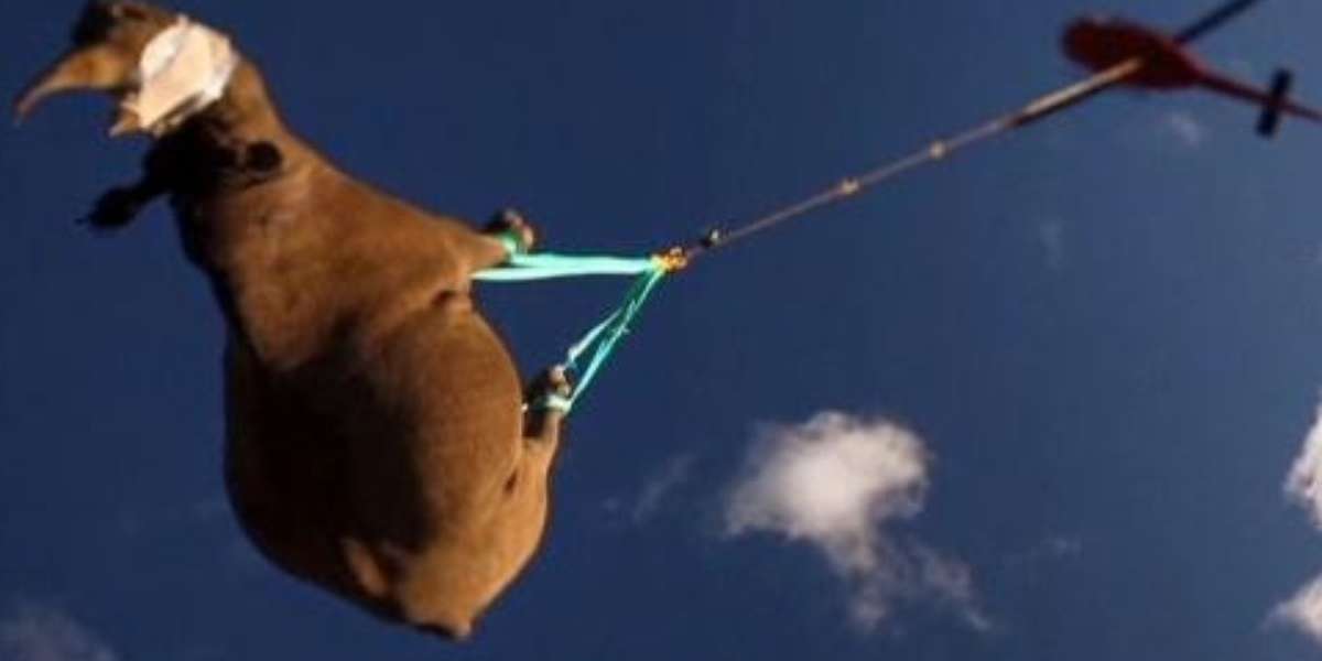 The Rhino Move's In-Flight Safety: Helping Airlifted Rhinos Breathe ...