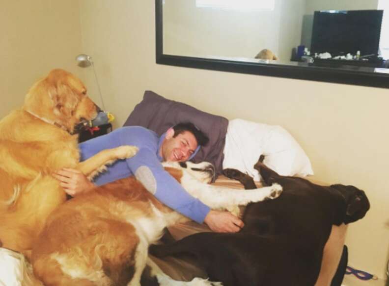 Guy Keeps Adopting Rescue Dogs And Cats - The Dodo