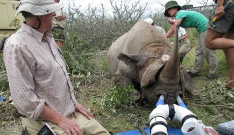 The Rhino Move's In-Flight Safety: Helping Airlifted Rhinos Breathe ...