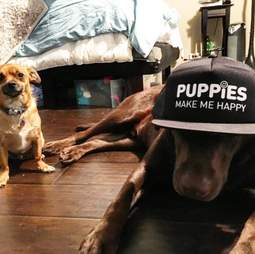 hot guy can't stop adopting rescue dogs