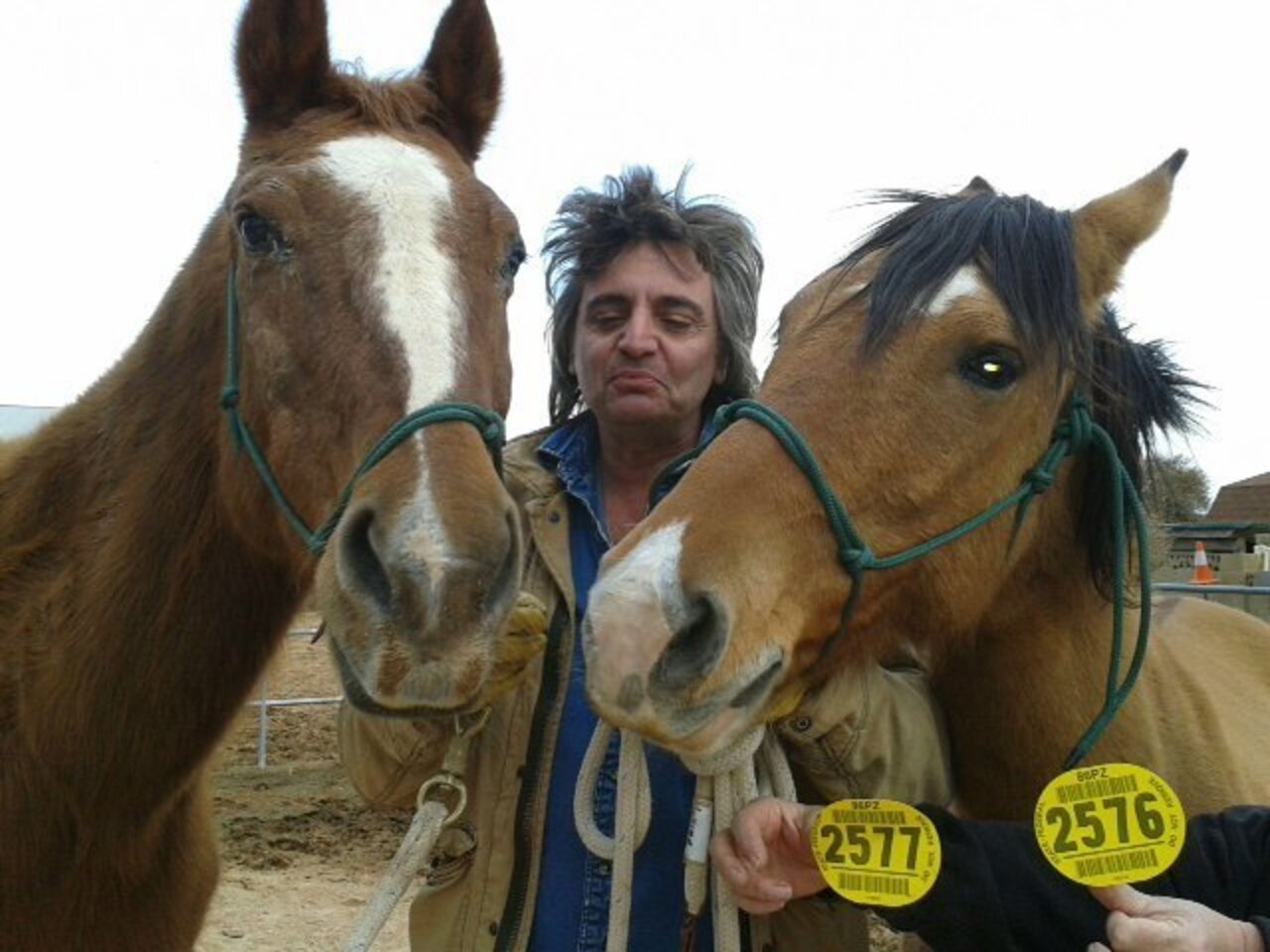 Why Is The Government Killing The Last Of Our Wild Horses? - The Dodo