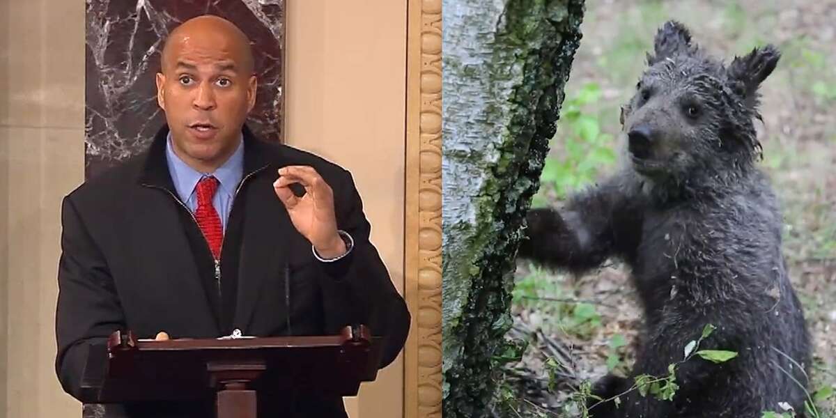 The U.S. Is Making It Legal To Shoot Hibernating Bears Videos The Dodo