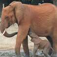 Days-Old Baby Elephant Separated From Mama Gets The Best Reunion