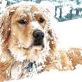 Country Pets Enjoy The Season's First Snowfall