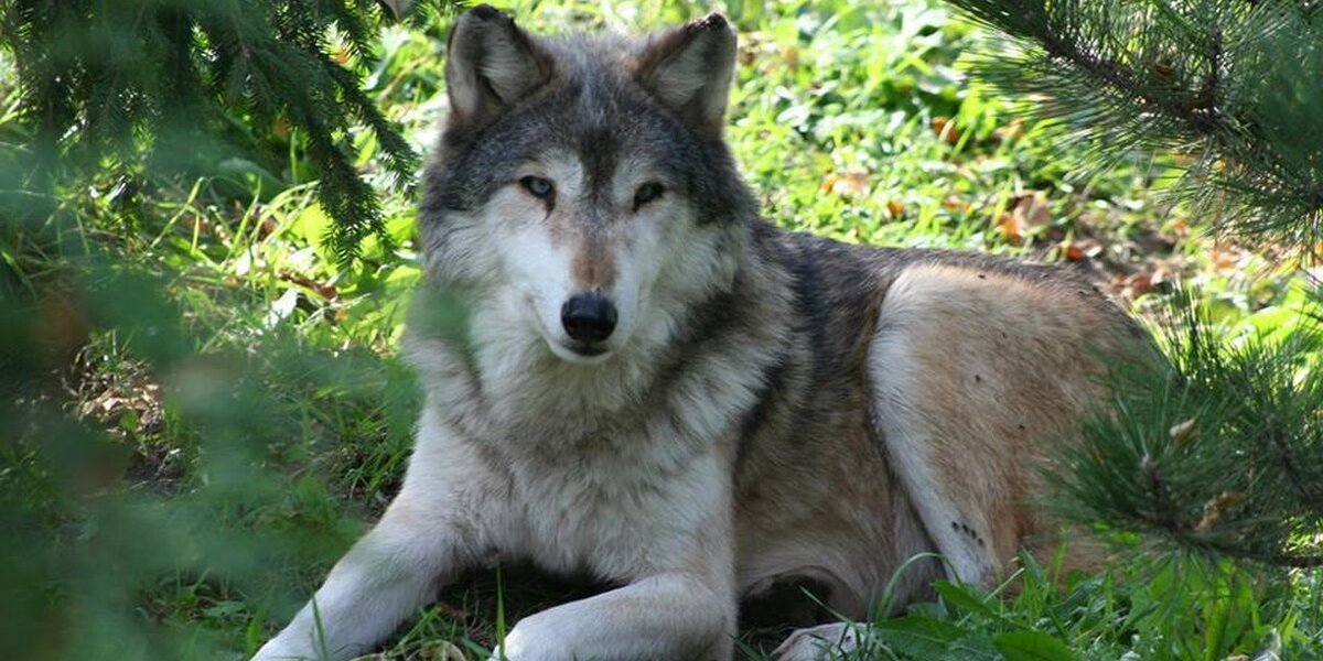 Innocent Wolf Killed After Visitors Break Zoo Rules - The Dodo