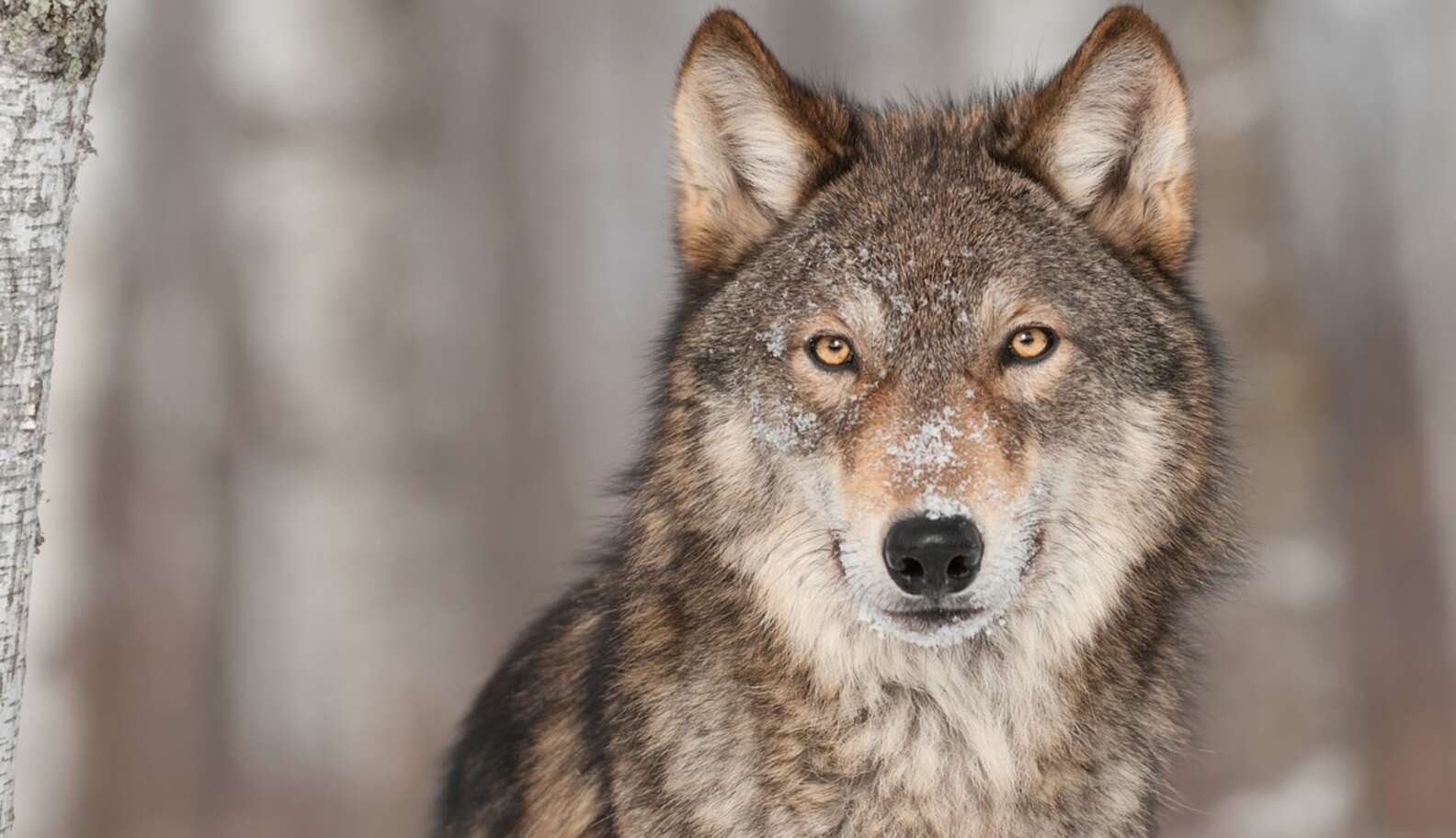 Innocent Wolf Killed After Visitors Break Zoo Rules - The Dodo