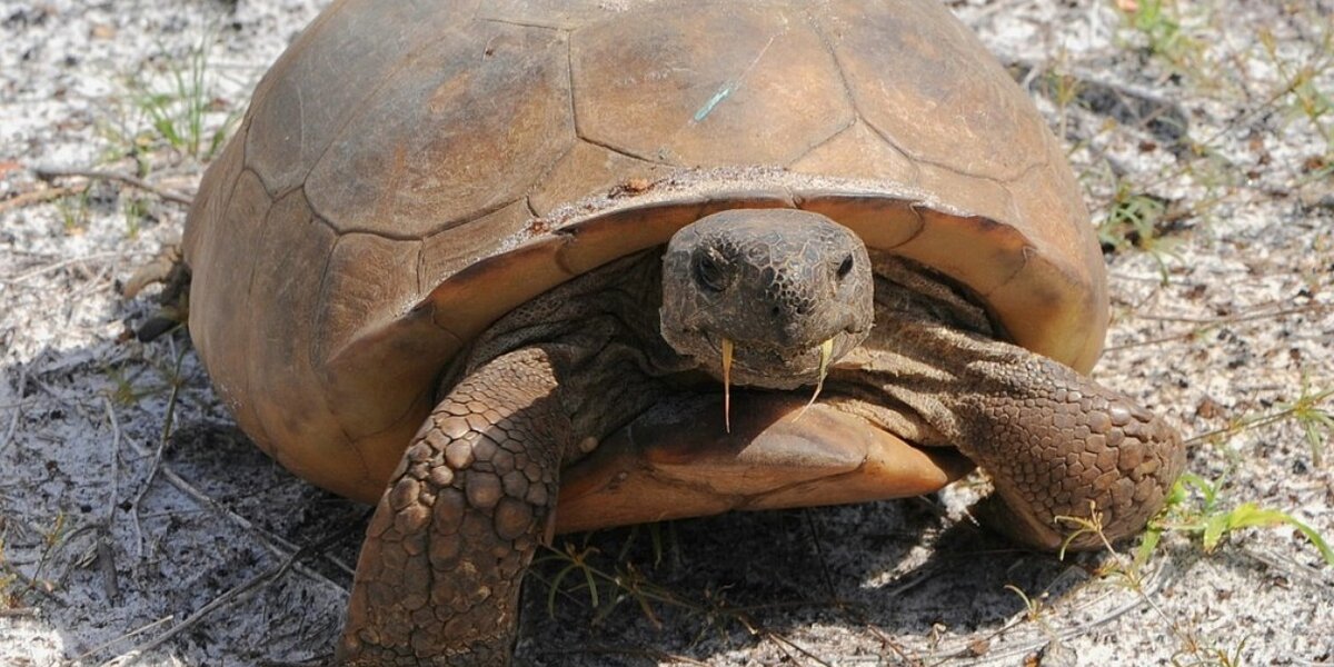 Homeless Gopher Tortoises Get New Digs After Rescue From Construction ...