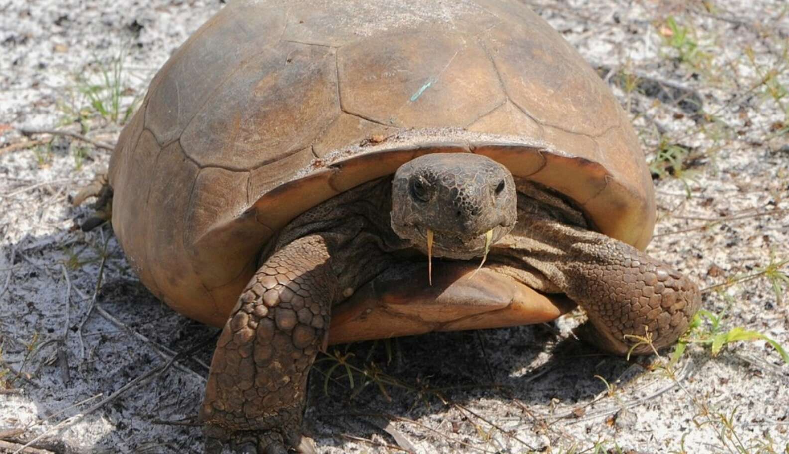 Homeless Gopher Tortoises Get New Digs After Rescue From Construction ...