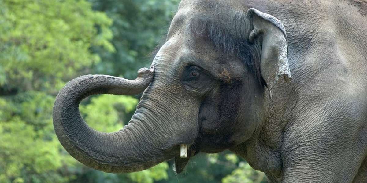 Beloved Zoo Elephant Euthanized After Decades Of Suffering In Captivity ...