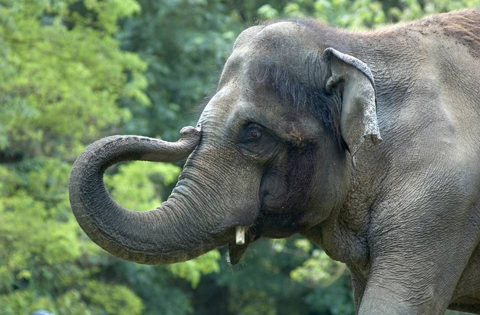 46-year-old Oakland Zoo elephant euthanized after battle with