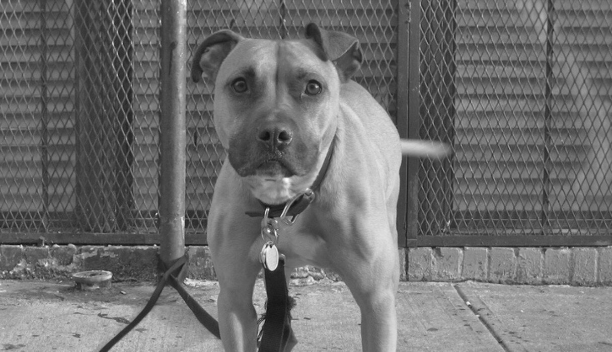 Nonsense Headlines From The '80s That Made People Fear Pit Bulls