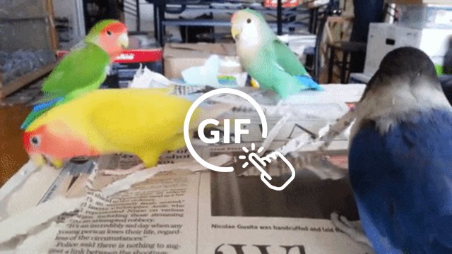 These Are Actual Lovebirds, And They Do The Cutest Thing ...