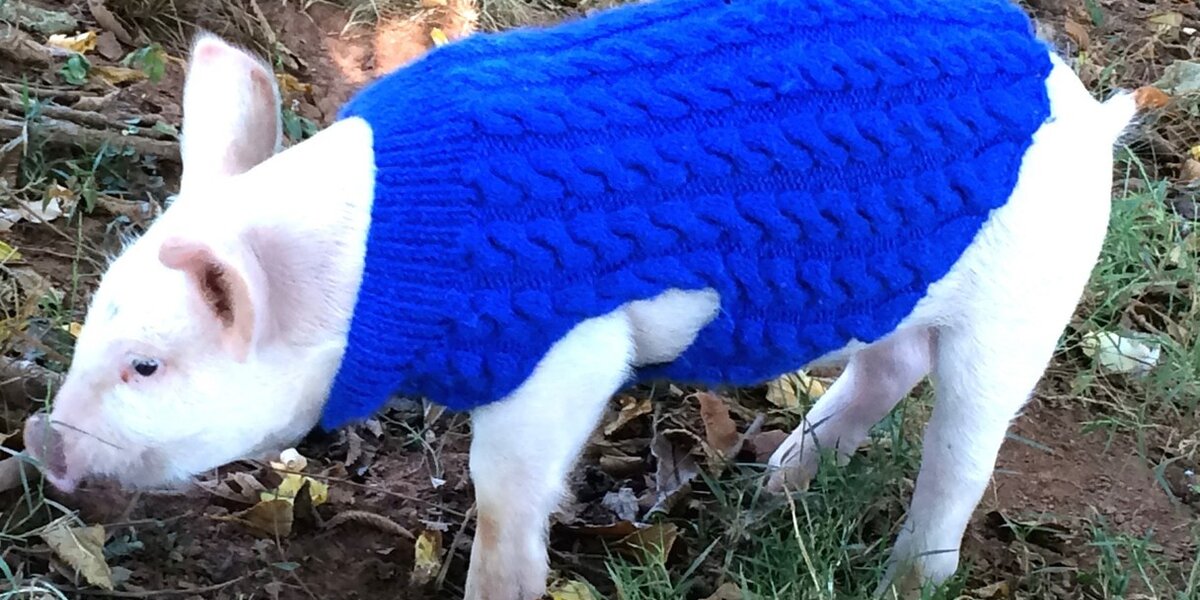 Piglet Life Guard Piglet Jumps From Truck To Save Her Own Life - The Dodo