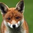 Both UKIP AND the Conservatives want to legalise Fox Hunting again. #generalelection pic.twitter.com/U85SaRIvQM