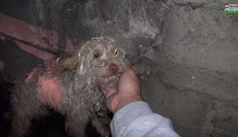 Touching Video Shows Homeless Dog's Remarkable Transformation - The Dodo Touching Video Shows Homeless Dog's Remarkable Transformation - The Dodo