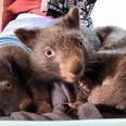Orphaned Baby Wombats Refuse To Sleep Alone