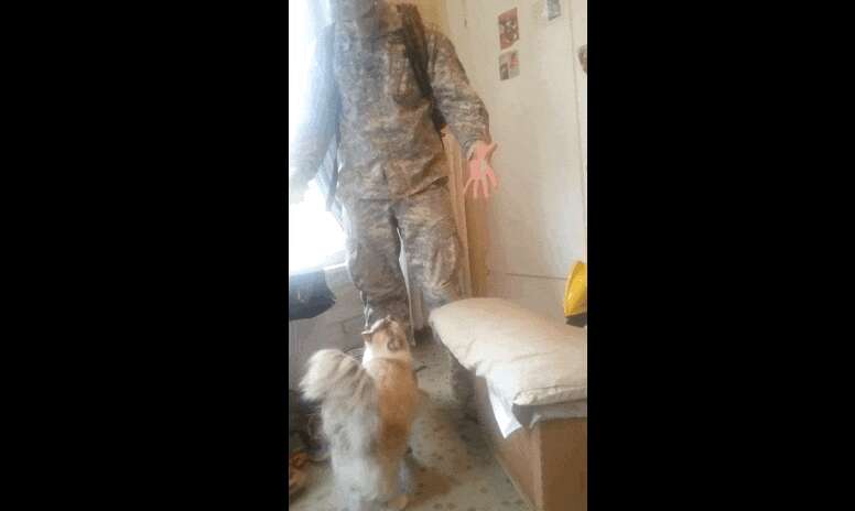 Cat Couldn't Be Happier To See His Soldier Dad Home Safe - The Dodo