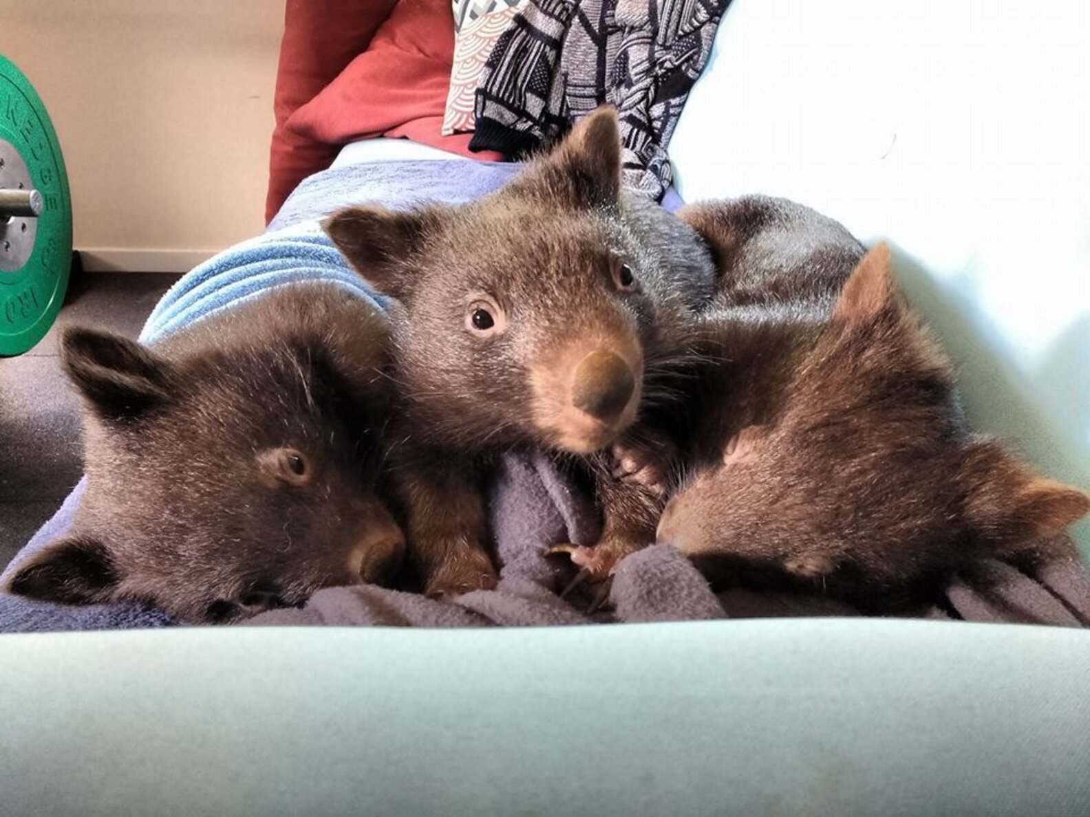 Orphaned Baby Wombats Refuse To Sleep Alone The Dodo