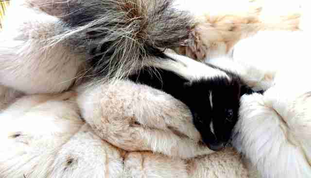 Old Fur Coats Are Saving Baby Animals The Dodo