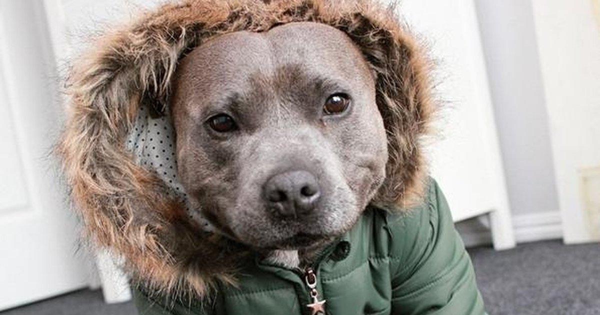 23 Pit Bulls Who Are Already Rocking Their Fall Jackets The Dodo