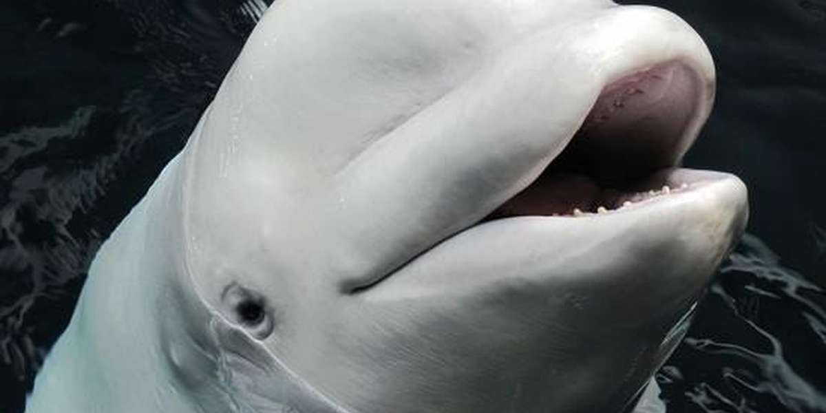 Grieving Mother Whale Dies After Losing Her Children In Captivity - The ...