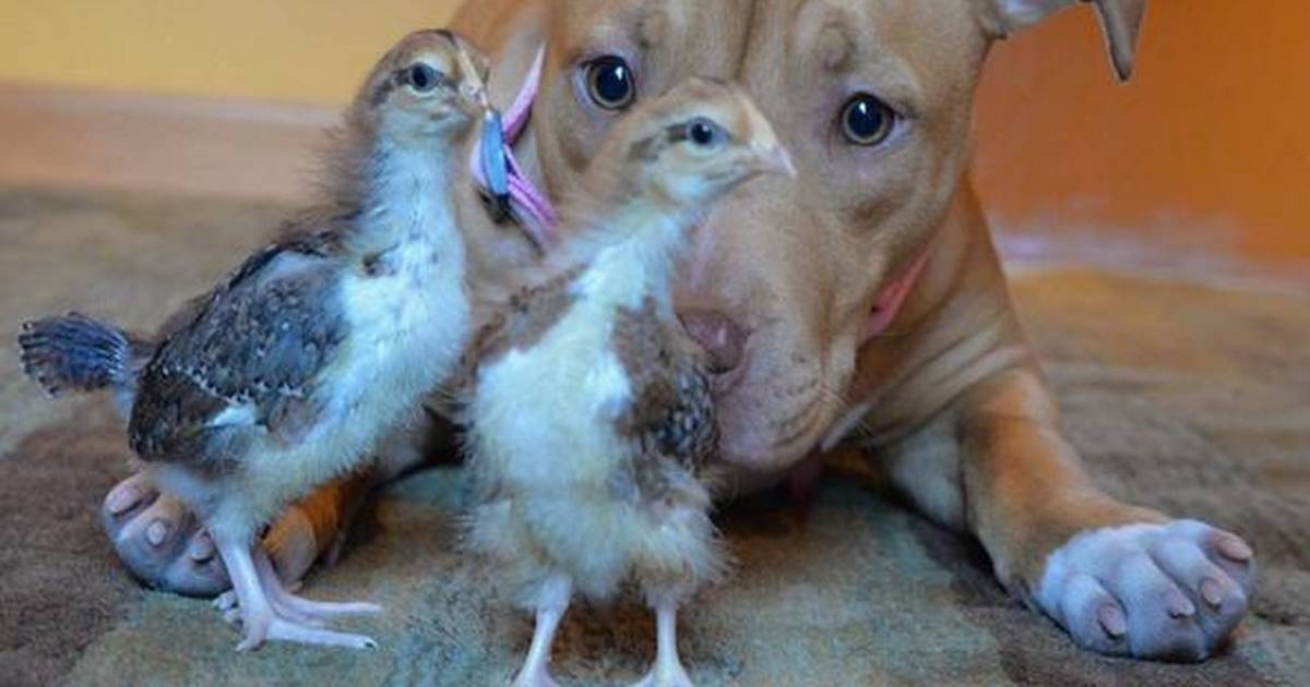 Pitbulls 2025 and chickens