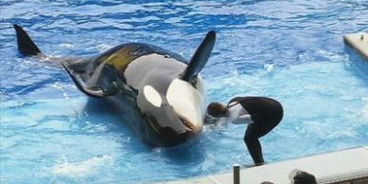 Killer Whale Documentary Causes Heart To Cancel Gig At SeaWorld http ...