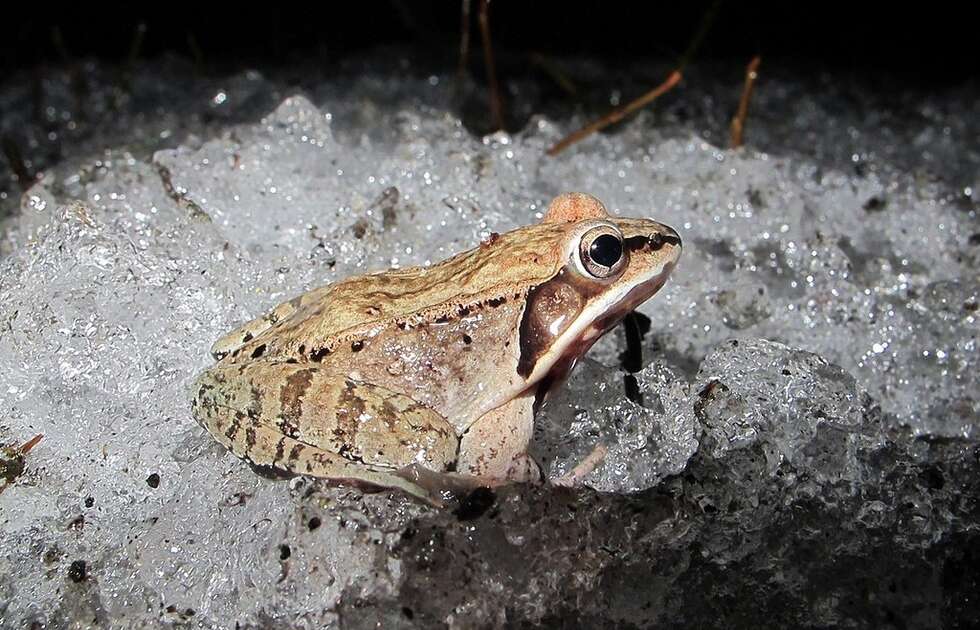 How Do Alaska's Frogs Survive The Cold? They Freeze The Dodo