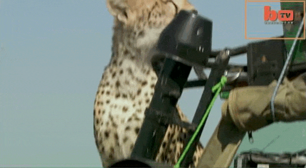 Cheetah Pooping On Car