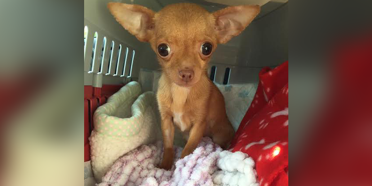 Tiny Chihuahua Couldn't Stop Shaking — Until Her New Mom Rescued Her