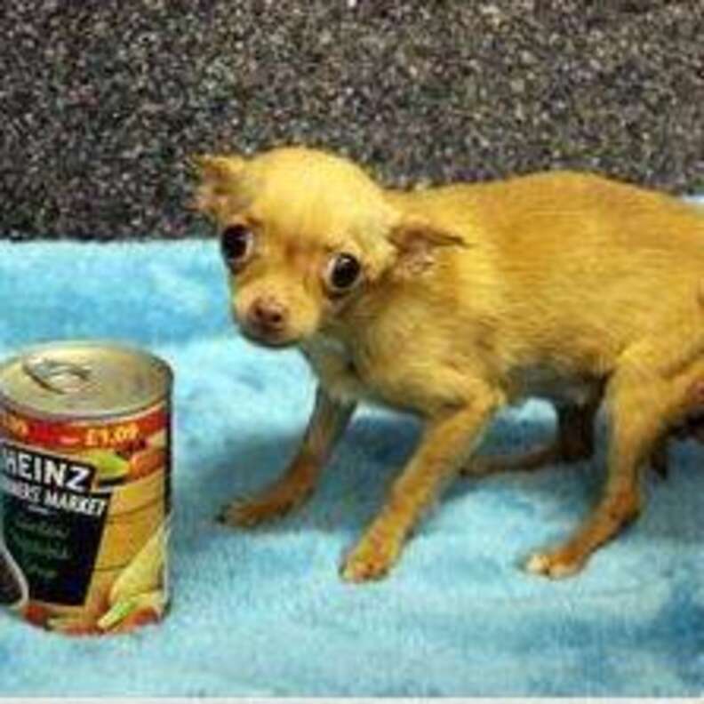 Shaky chihuahua 2024