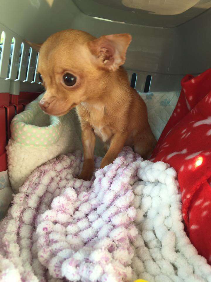 Chihuahua teacup dog rescued from puppy mill