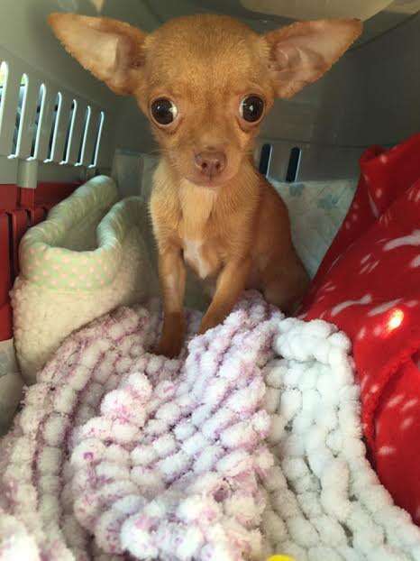 Chihuahua teacup dog rescued from puppy mill