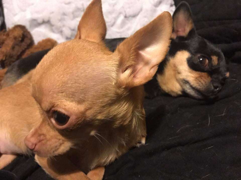 Chihuahua teacup dog rescued from puppy mill