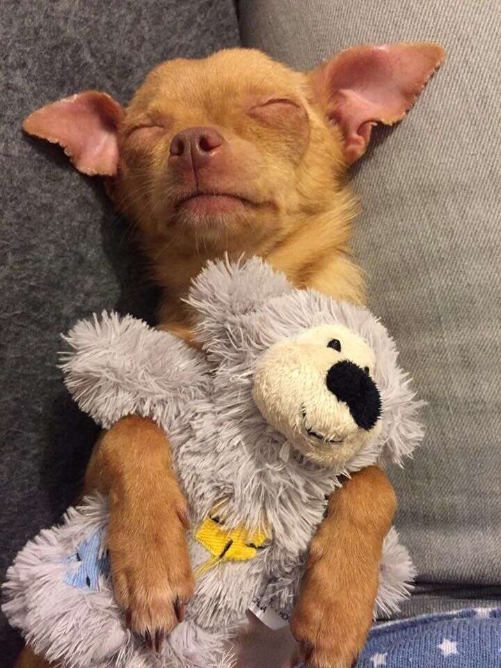 Chihuahua teacup dog rescued from puppy mill