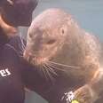 Baby Seals Surprise Divers