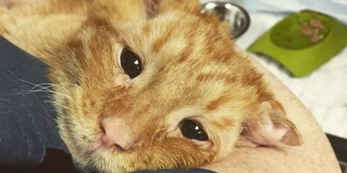 Cat Was About To Be Put Down — So Vet Tech Adopts Him Instead The Dodo