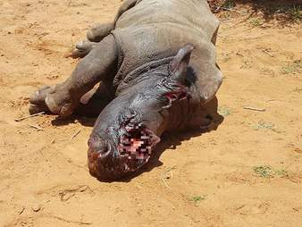 Rhino who survived a poaching attack in South Africa