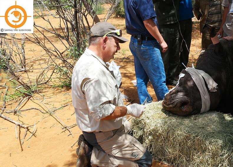 Rhino who survived a poaching attack in South Africa