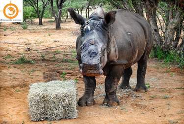 Rhino who survived a poaching attack in South Africa