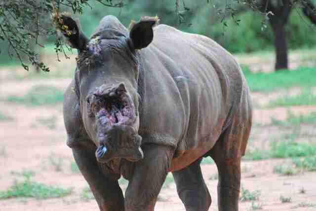 Rhino Attacked By Poachers Survives Dehorning - The Dodo