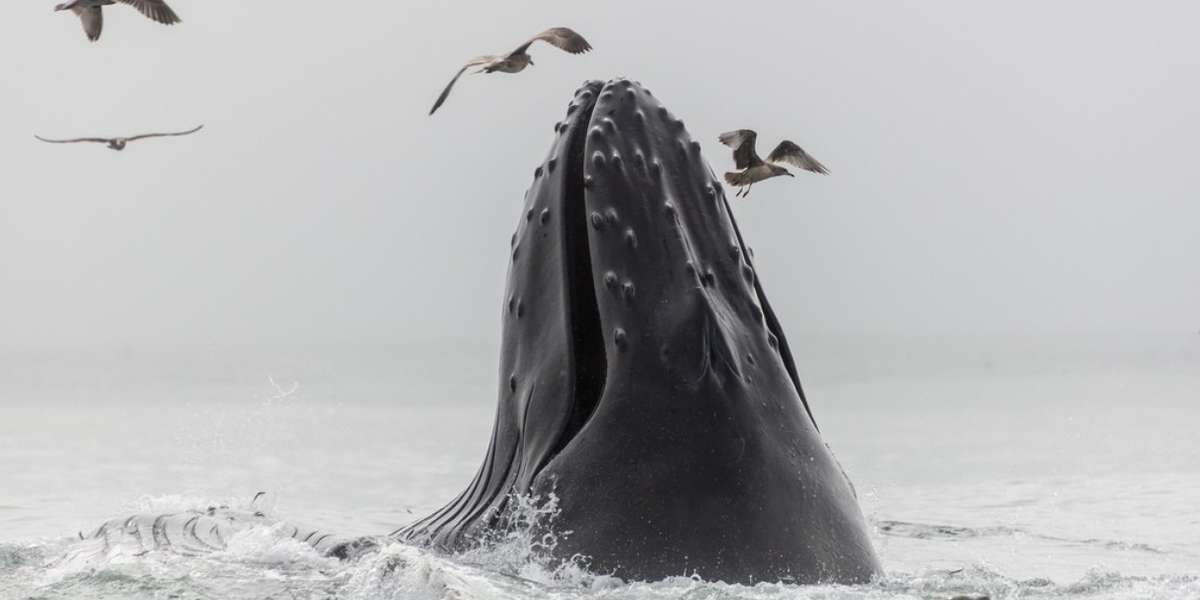 Whale Poop: How Oceanic Excrement Could Turn Global Warming Around ...