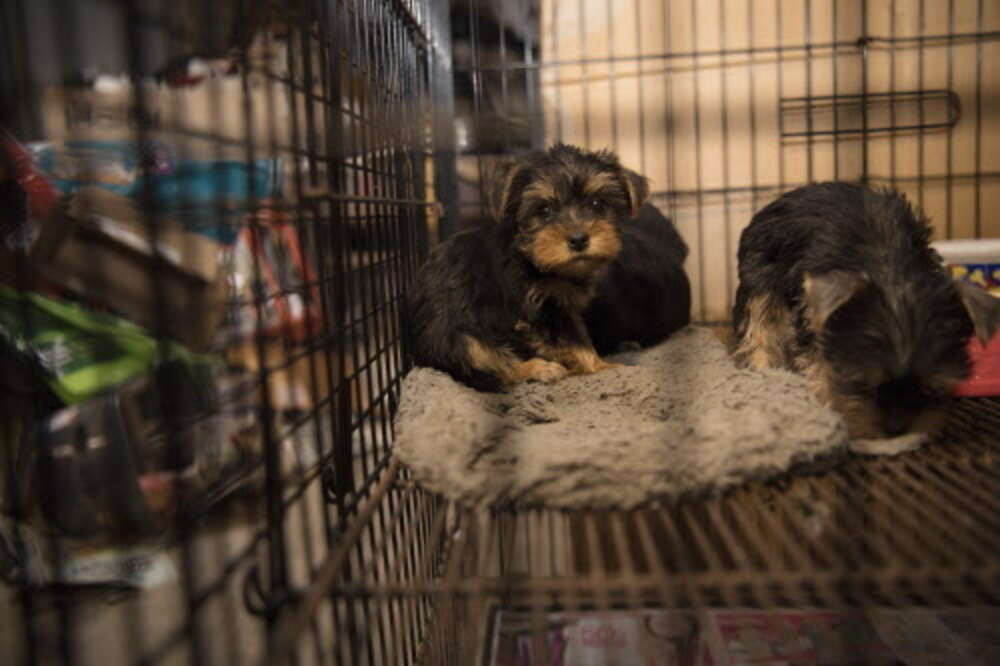 Puppy Born At Meat Farm Was Never Supposed To Leave His Cage - The Dodo