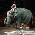 Ringling Producer Says Wild Elephants Are Better Off In Captivity