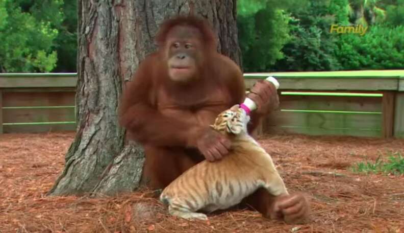 The Ugly Truth Behind This 'Cute' Video Of Orangutan With Tiger