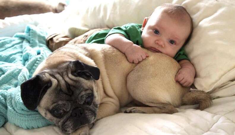 Best dogs for store families with babies