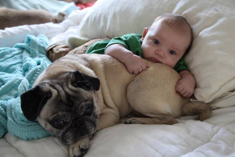 23 Dogs Who Are Already Best Friends With The Baby The Dodo