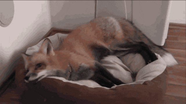 Fox Saved From Fur Farm Is Pretty Sure She’s A Dog Now.