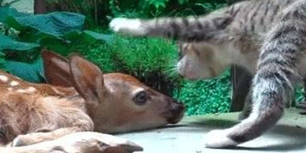 Baby Deer Skimmer with Cat Slip-On 